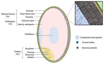 Embryo-Endosperm Interaction and Its Agronomic Relevance to Rice Quality